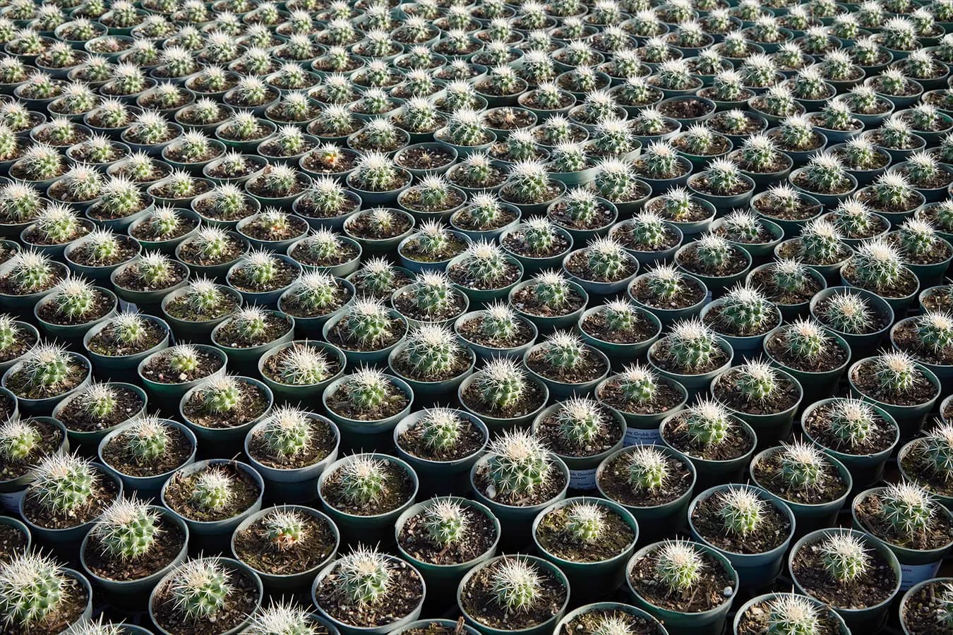 Campos de cultivo en Grubb & Nadler: muchos golden barrel cactus pequeños en maceta, acomodados en hileras.