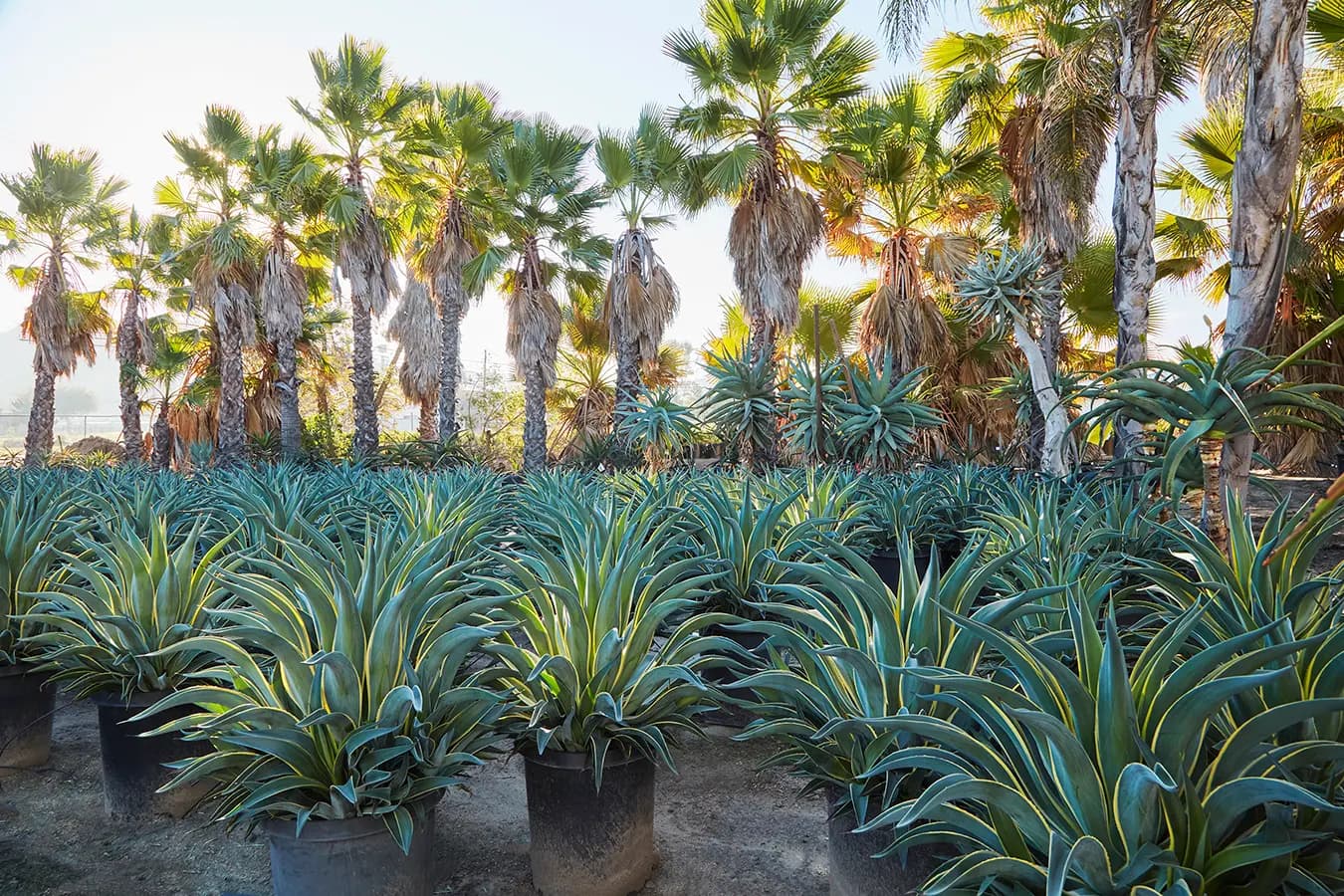 Grubb & Nadler Nurseries, los campos de cultivo mayoristas de Flora Grubb Gardens, con hileras de agaves y palmeras en maceta.