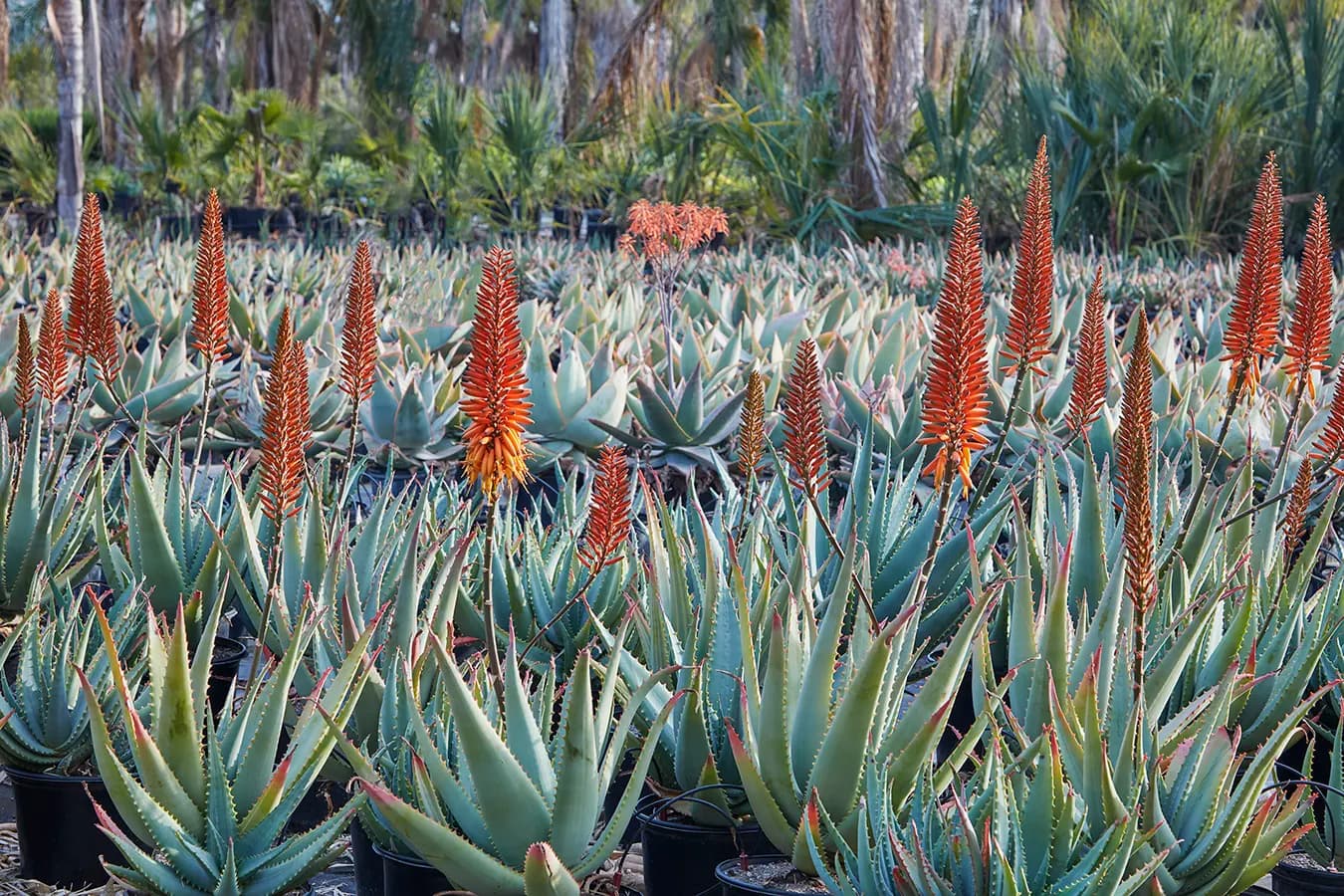 Grubb & Nadler Nurseries, el campo de cultivo mayorista de Flora Grubb Gardens, con aloes en flor de altas espigas color rojo anaranjado.