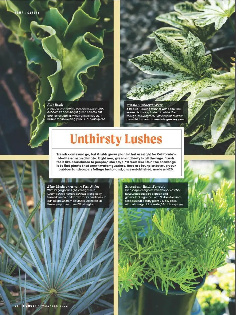 Una página de revista con diferentes suculentas. Arriba a la izquierda, una suculenta Felt Bush de color verde brillante con hojas rizadas. Arriba a la derecha, una Fatsia 'Spider's Web' variegada con hojas verdes y blancas.