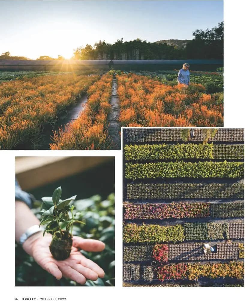 Grubb & Nadler, productores mayoristas de plantas, en Sunset Magazine