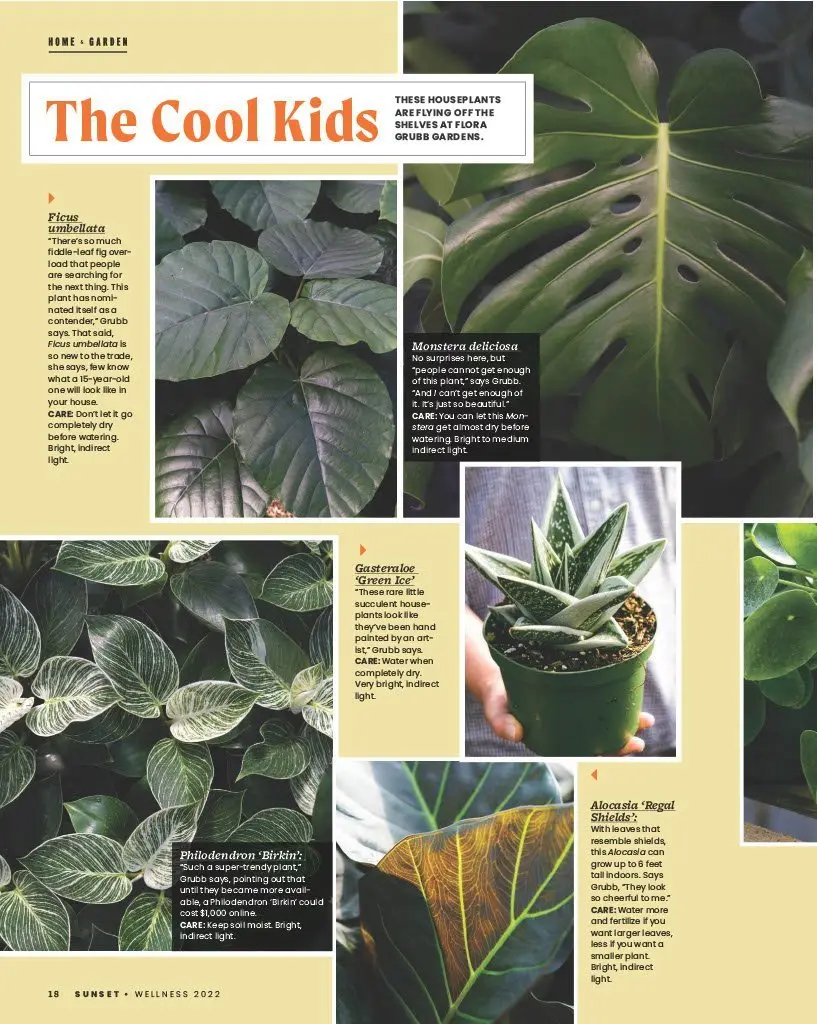 Página de una revista de jardinería con varias plantas de interior, entre ellas Ficus umbellata, Monstera deliciosa, Gasteraloe, Philodendron 'Birkin' y Alocasia 'Regal Shields', con descripciones y consejos de cuidado.