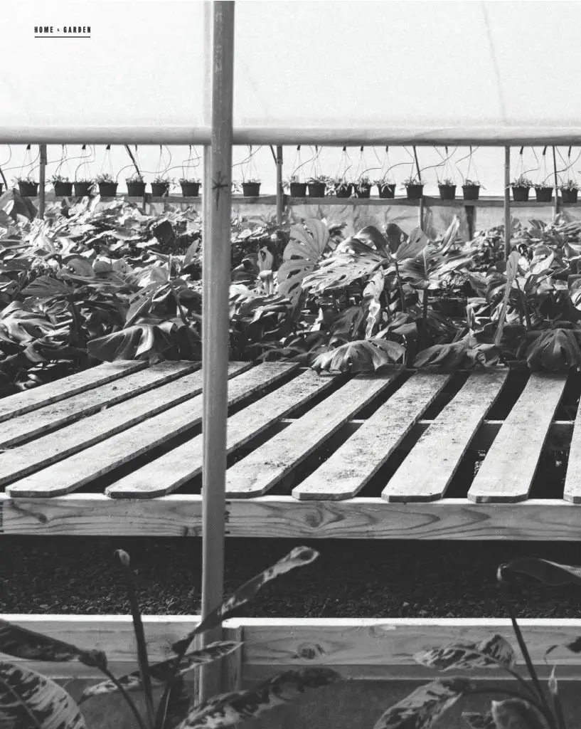 Black and white photo of a greenhouse with potted plants on a raised wooden platform, with large leafy plants in the foreground.