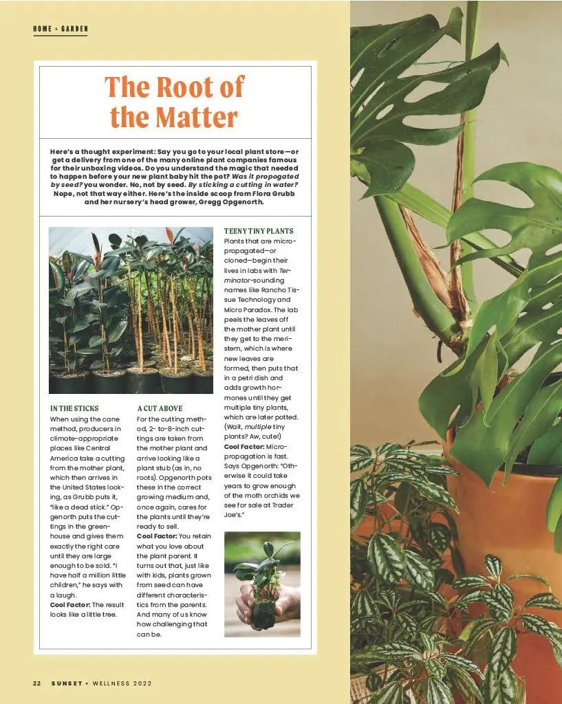 Una página de revista con un artículo titulado "The Root of the Matter" sobre plantas, con imágenes de plántulas y plantas de interior frondosas, y un fondo de grandes hojas verdes.