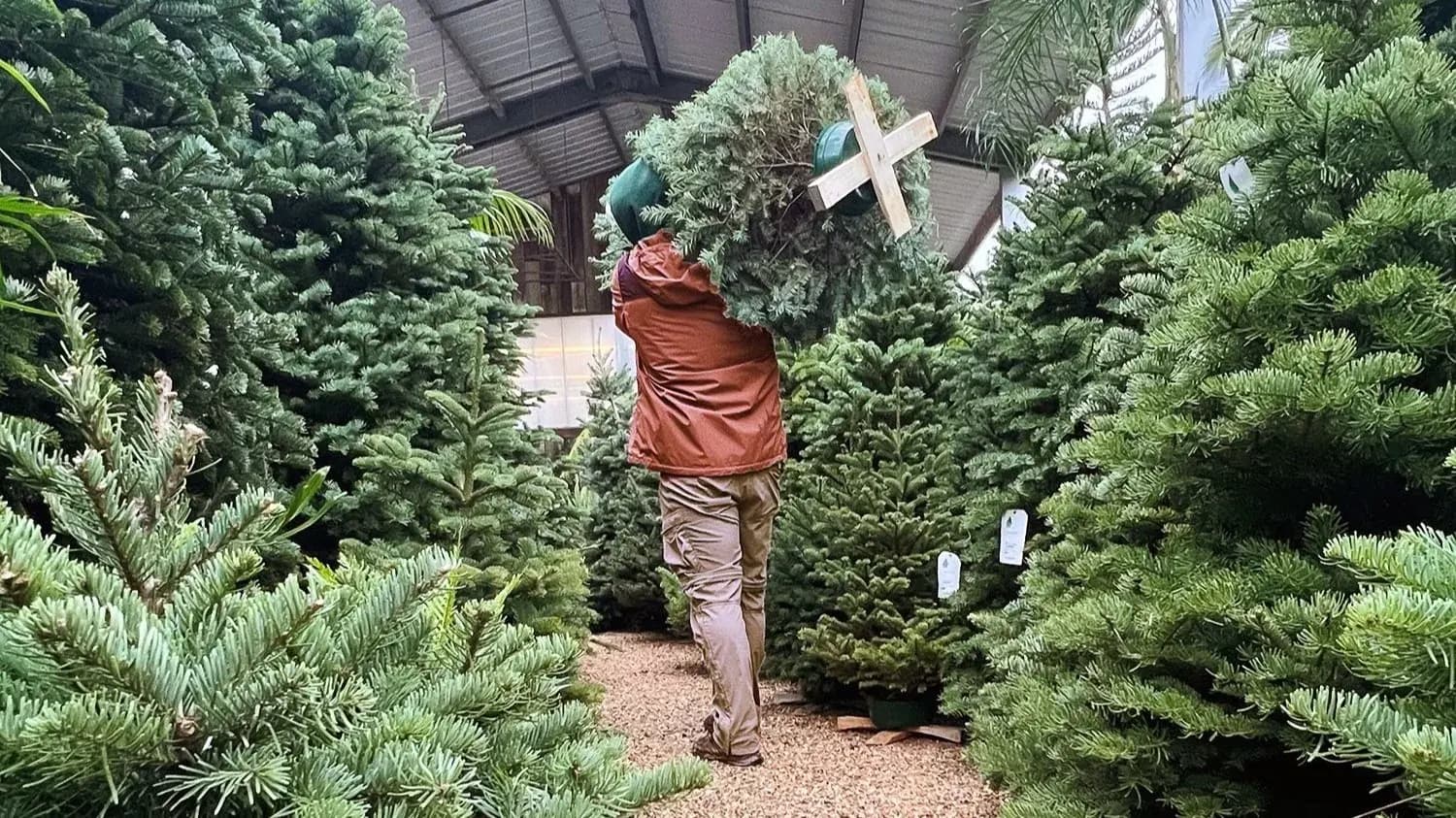 Árboles de Navidad recién cortados a la venta en Flora Grubb Gardens