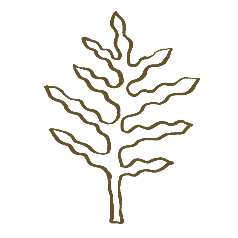 Dibujo del contorno de una hoja con varias nervaduras curvas sobre fondo negro.