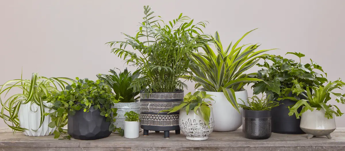 Macetas en blanco y negro de Flora Grubb Gardens para regalar plantas