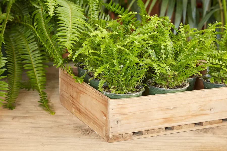 El gusto de criar plantas de interior bebés