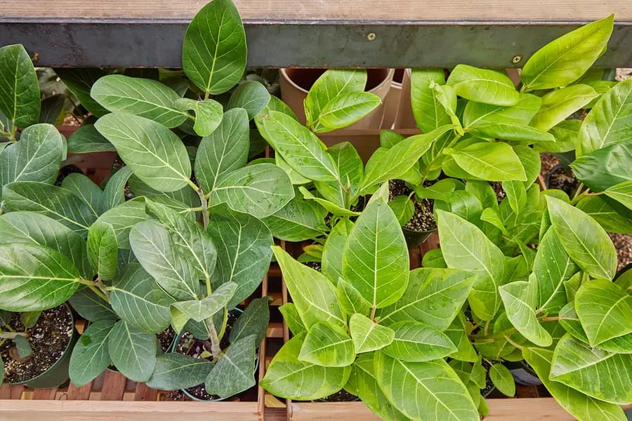 Nuestros ficus favoritos para su casa