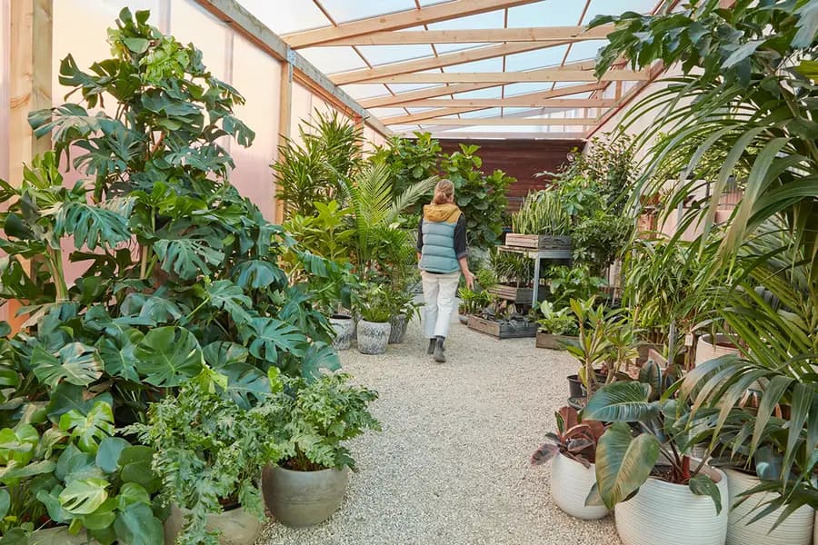 Cuidado de plantas de interior: luz, agua y tierra