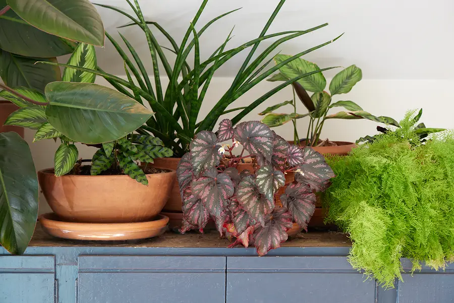 Humedad y plantas de interior: charola de piedritas