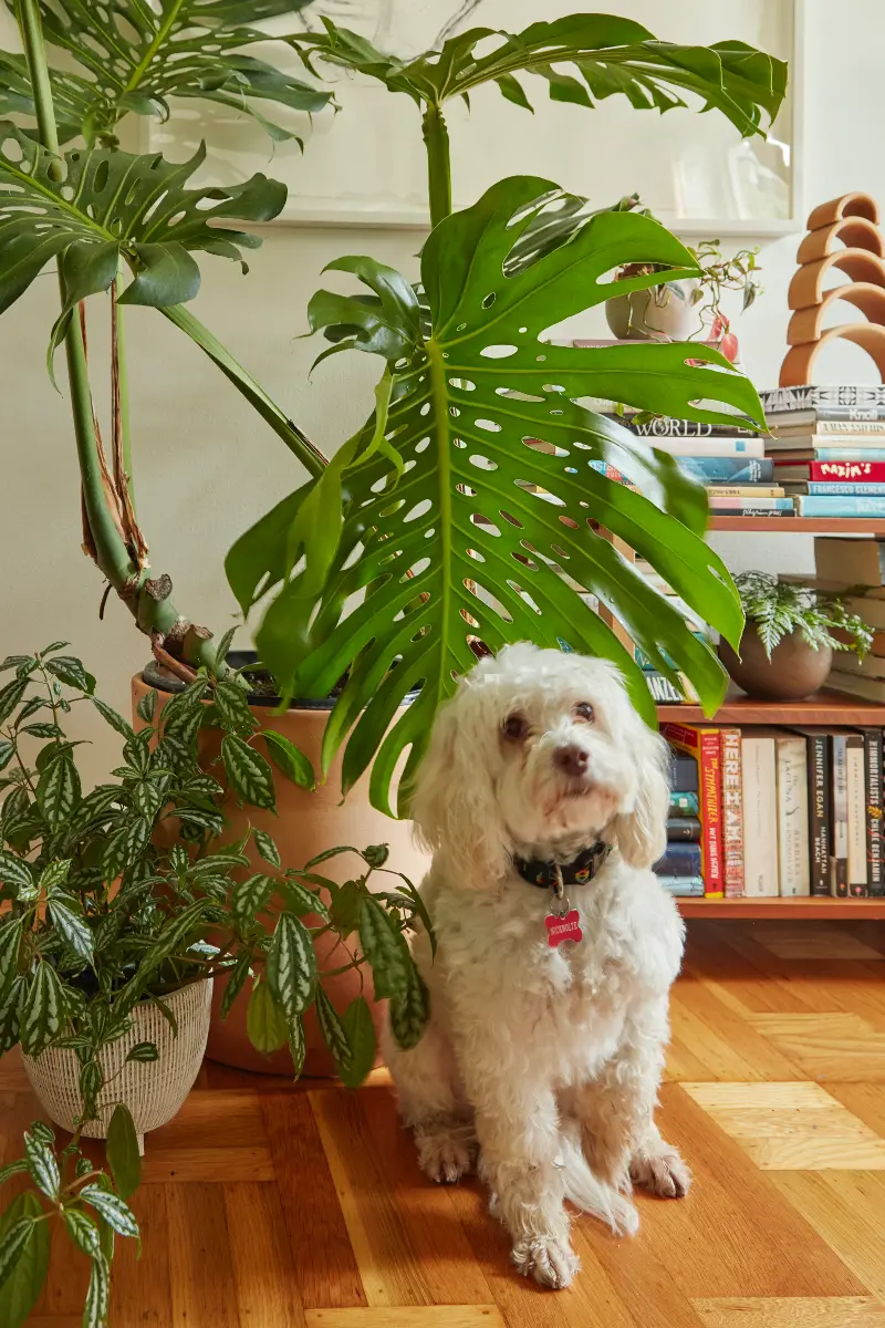 Flora Grubb Gardens, inspiración de plantas de interior 14