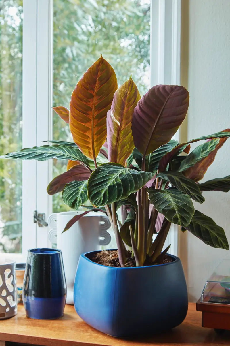 Flora Grubb Gardens, inspiración de plantas de interior 17