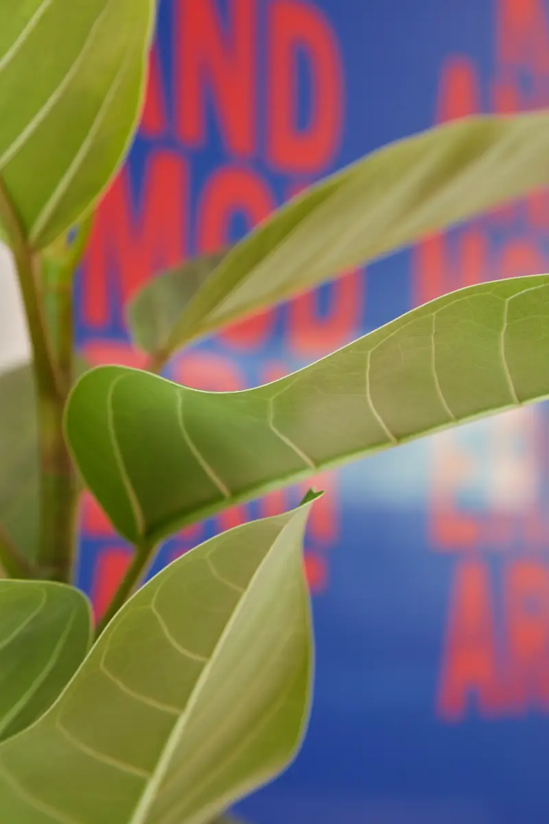Flora Grubb Gardens, inspiración de plantas de interior 3