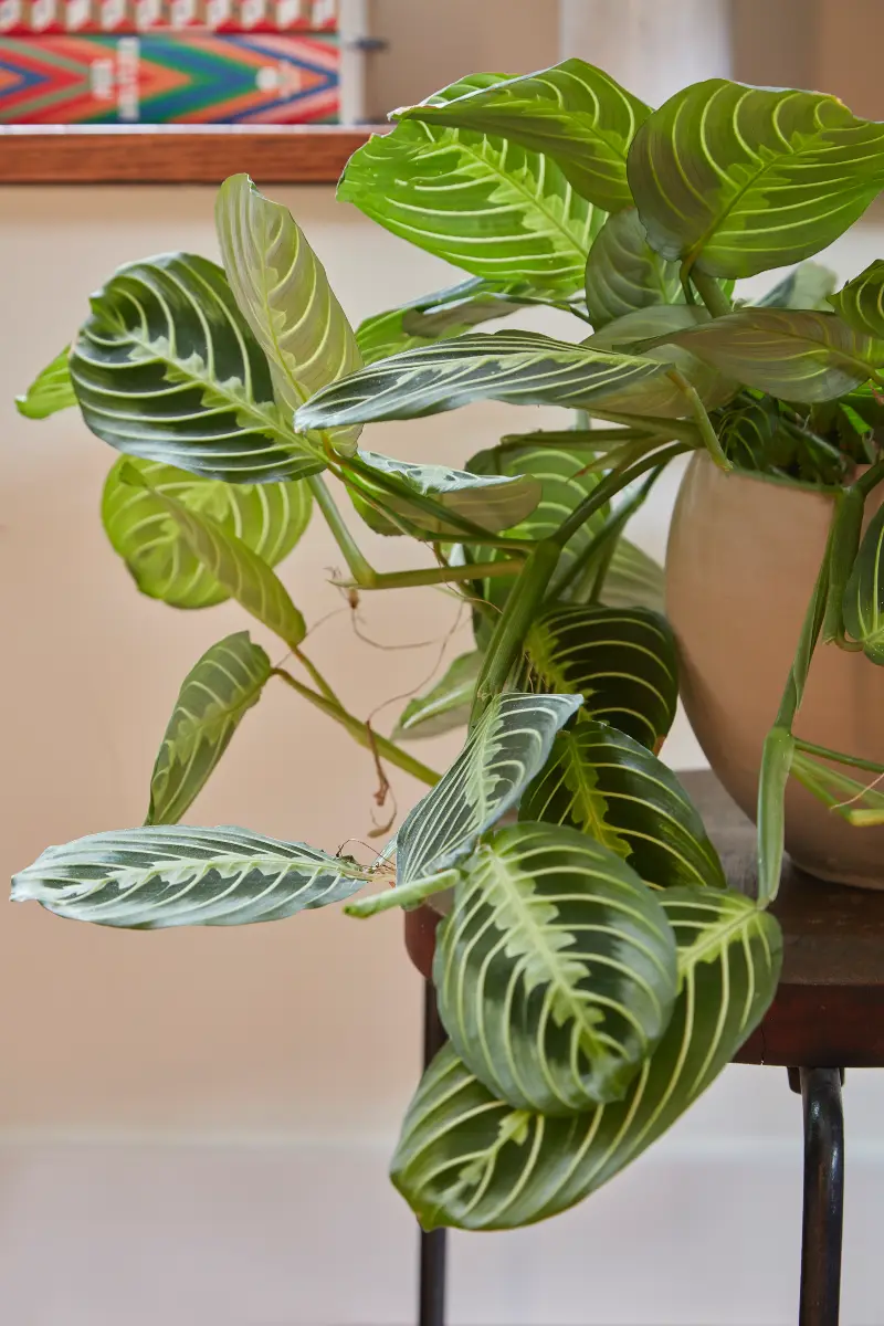 Flora Grubb Gardens, inspiración de plantas de interior 4