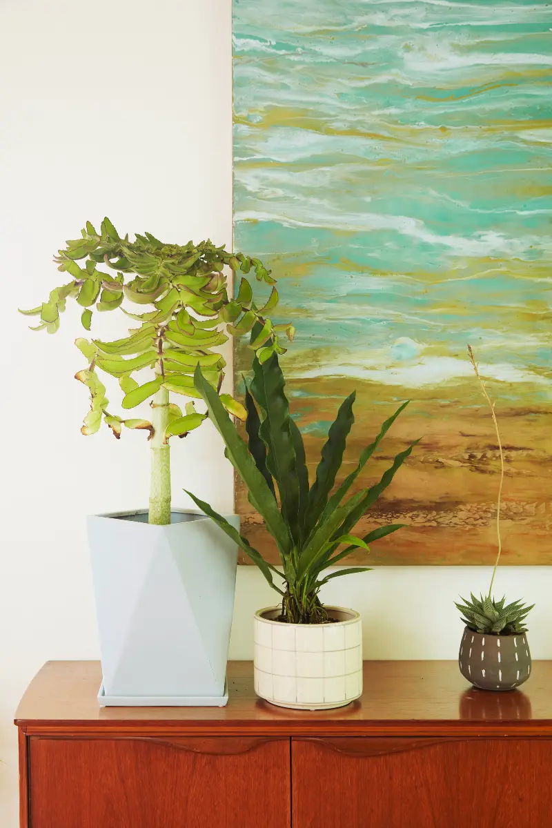 Flora Grubb Gardens, inspiración de plantas de interior 5