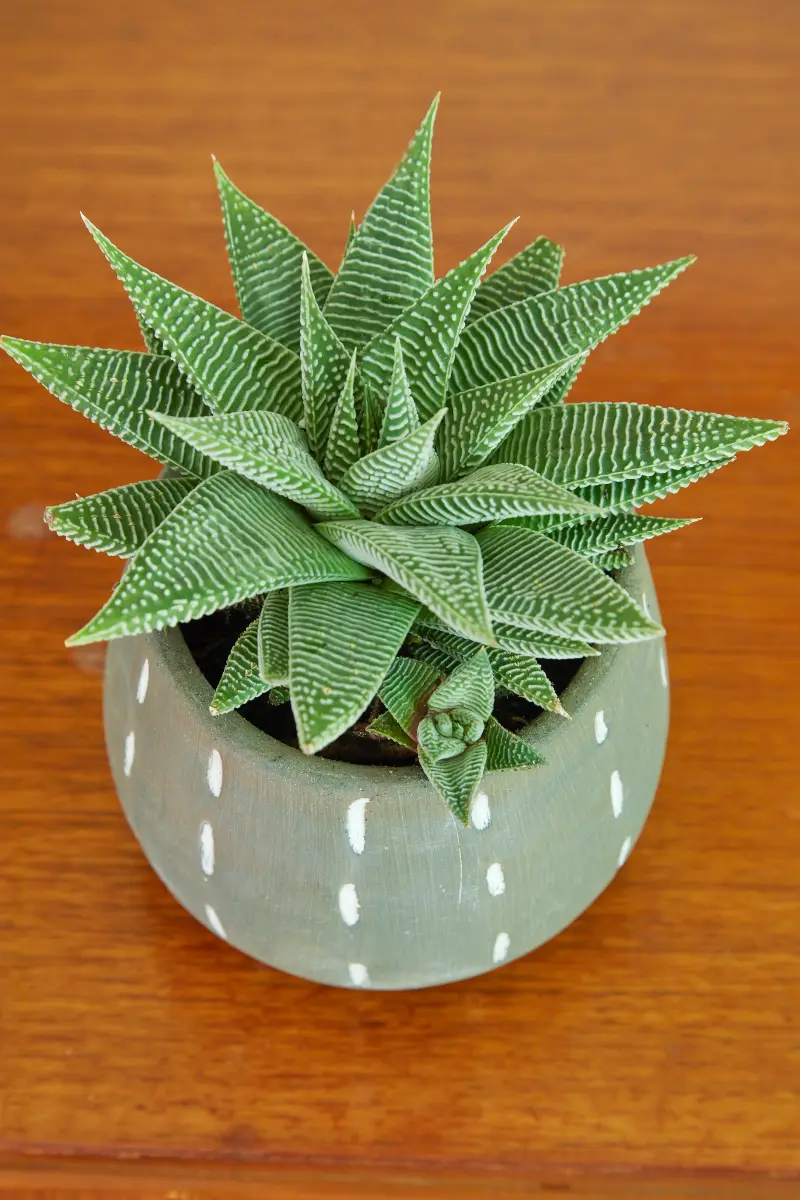 Flora Grubb Gardens, inspiración de plantas de interior 6