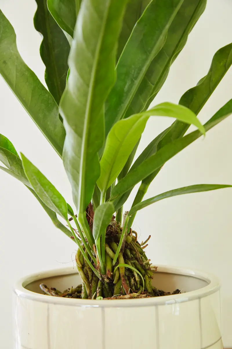 Flora Grubb Gardens, inspiración de plantas de interior 7