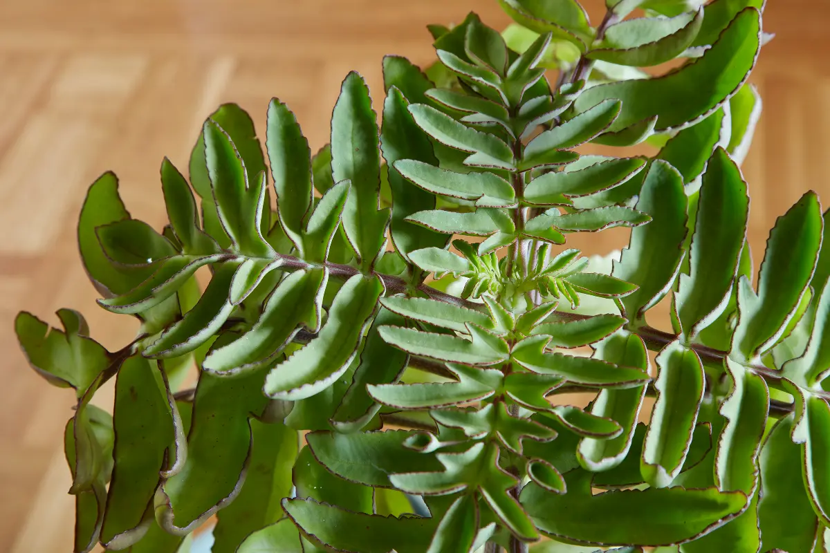 Flora Grubb Gardens, inspiración de plantas de interior 9