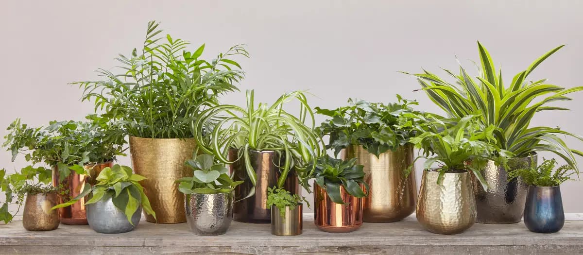 Macetas metálicas de Flora Grubb Gardens para regalar plantas
