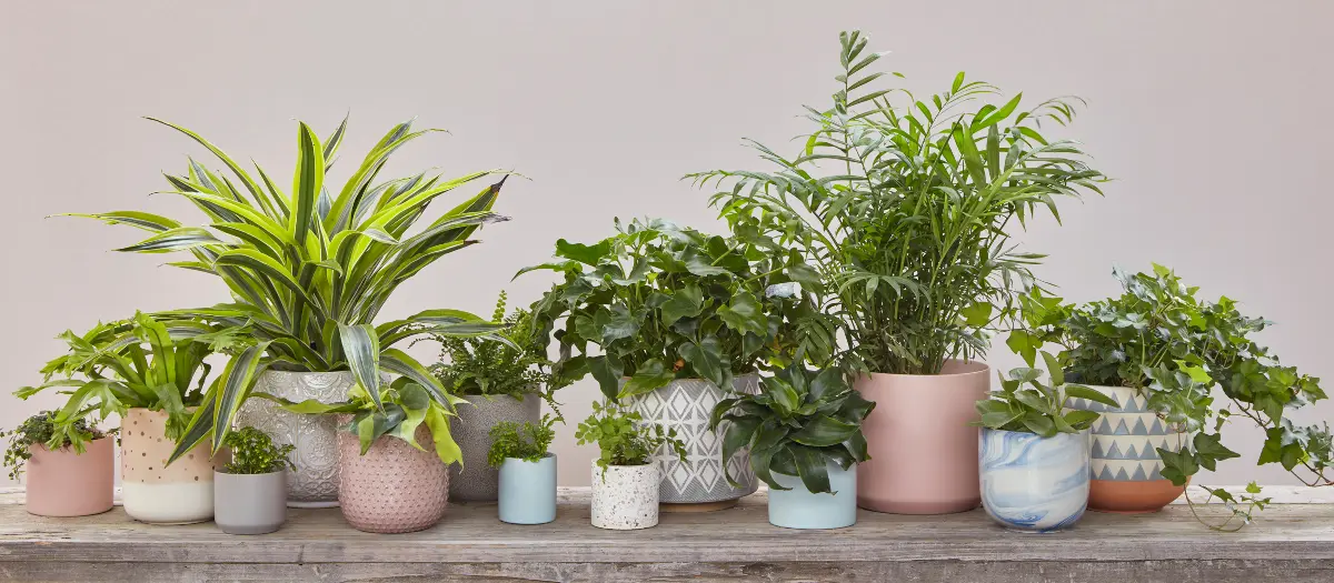 Macetas en tonos pastel de Flora Grubb Gardens para regalar plantas