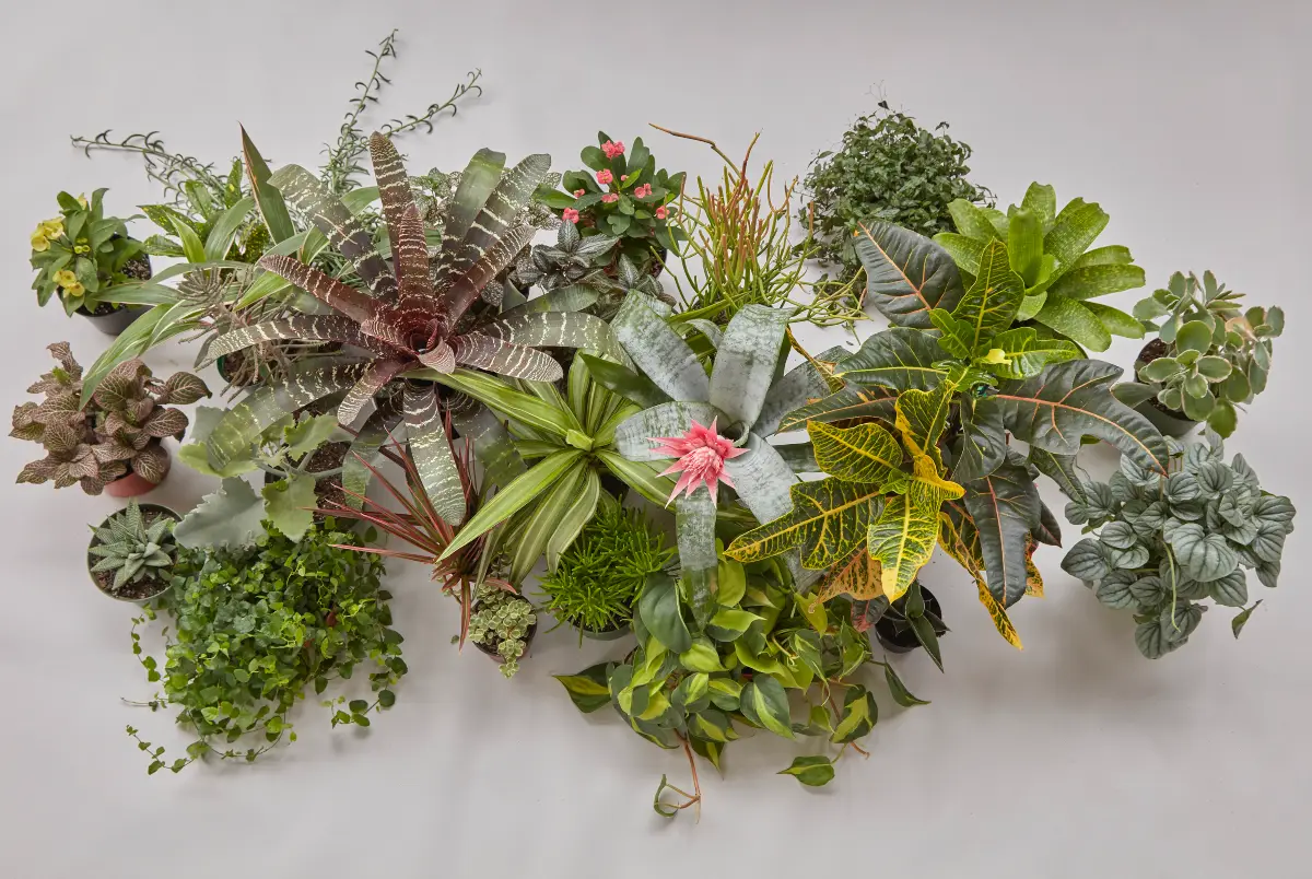 Plantas para regalar de Flora Grubb Gardens para luz brillante