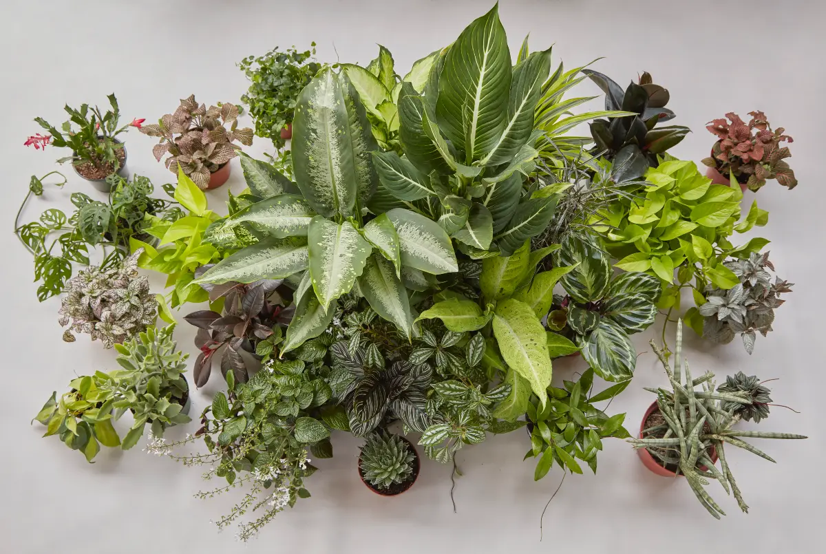 Plantas para regalar de Flora Grubb Gardens para luz media
