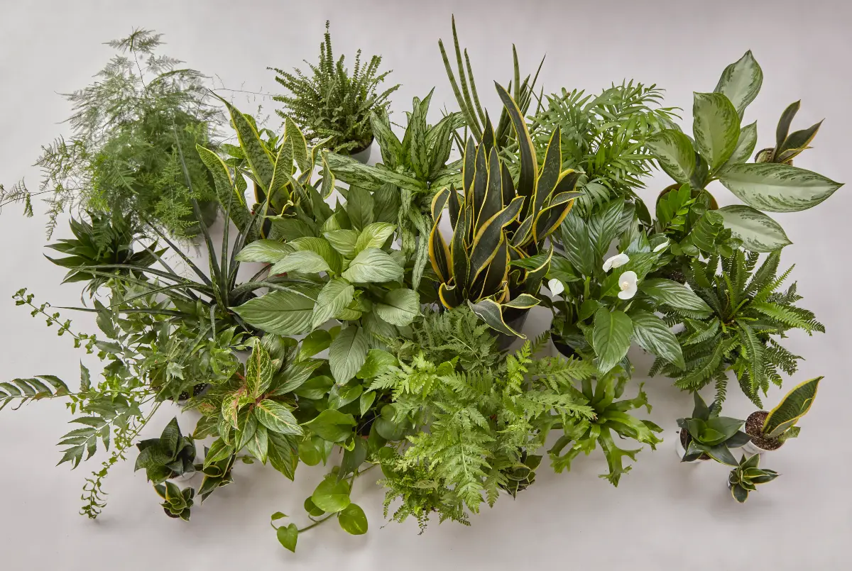 Plantas para regalar de Flora Grubb Gardens para luz moderada a baja