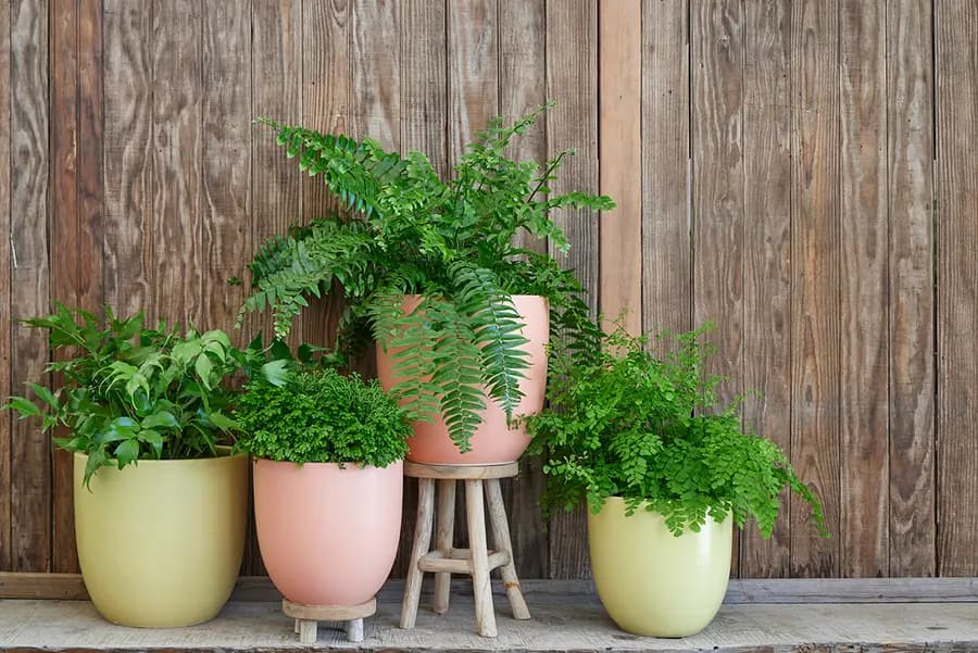 Cómo (¡y por qué!) usar cubremacetas con sus plantas de interior