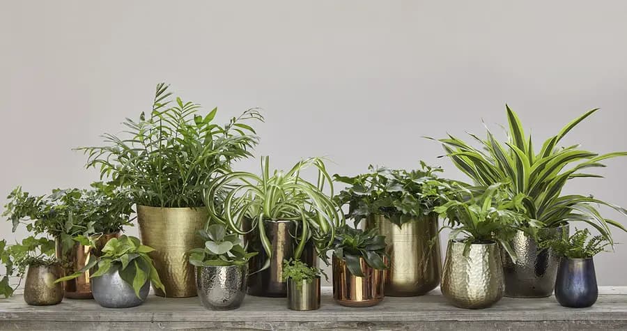 Cómo regalar plantas