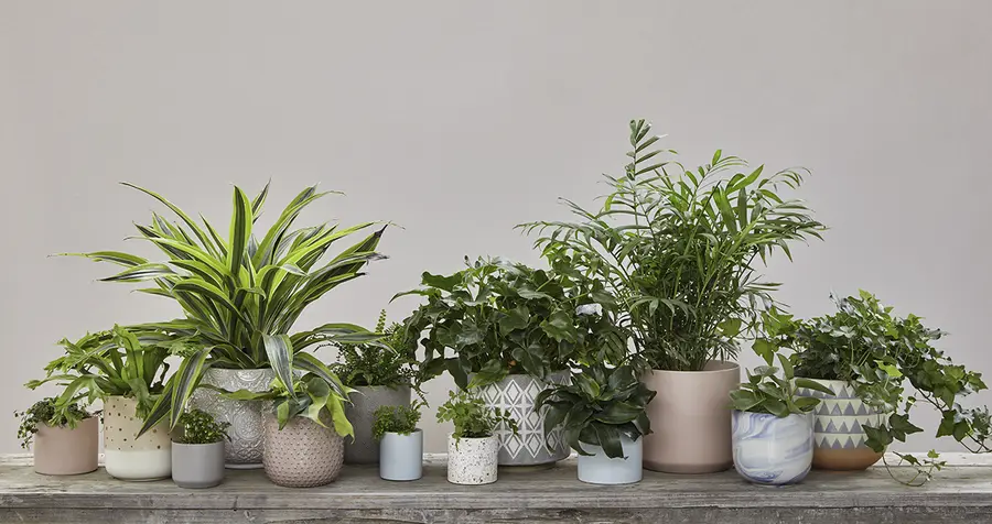 Pares perfectos: elija una planta y una maceta a su estilo
