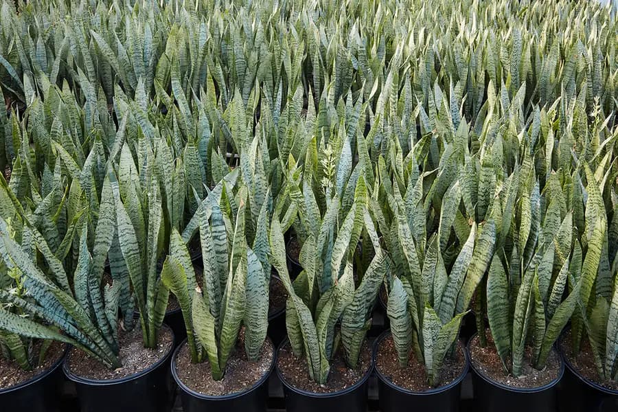 Sansevieria (snake plant): la planta más noble