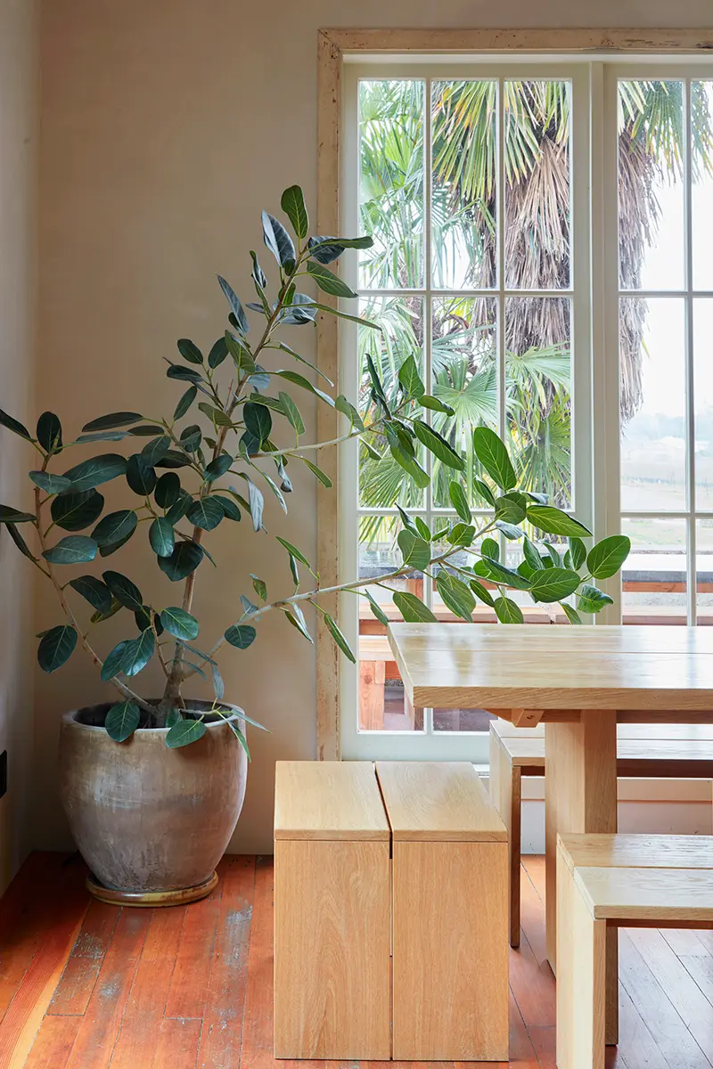 Plantas de interior favoritas para sol directo