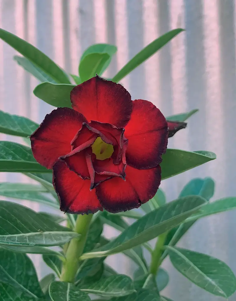 Adenium: la querida Desert Rose