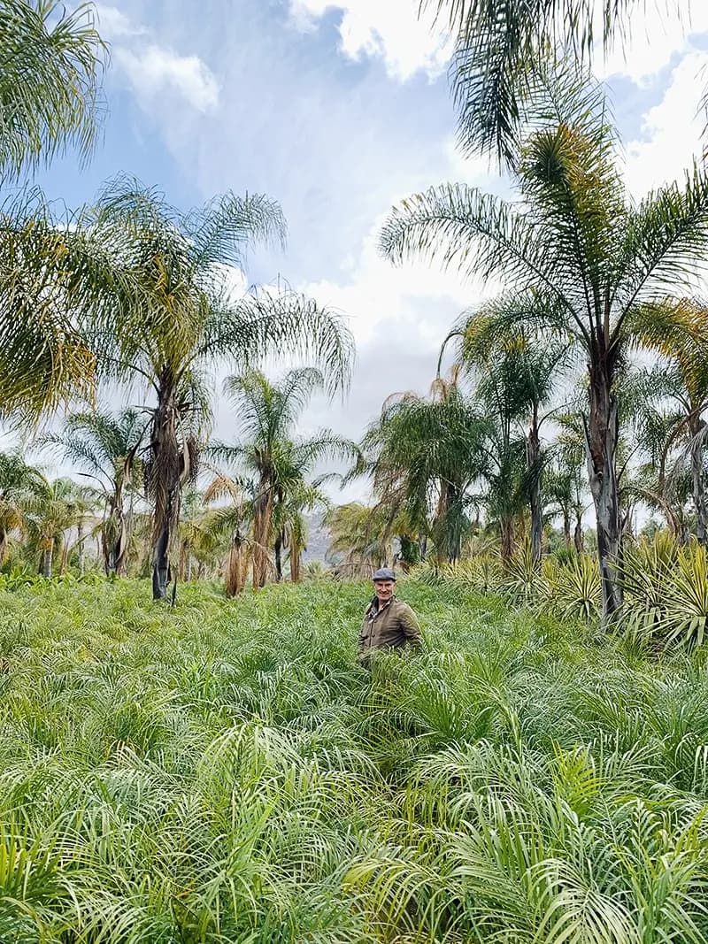 Jason Dewees en un frondoso palmar con palmeras altas en Grubb & Nadler Nurseries.