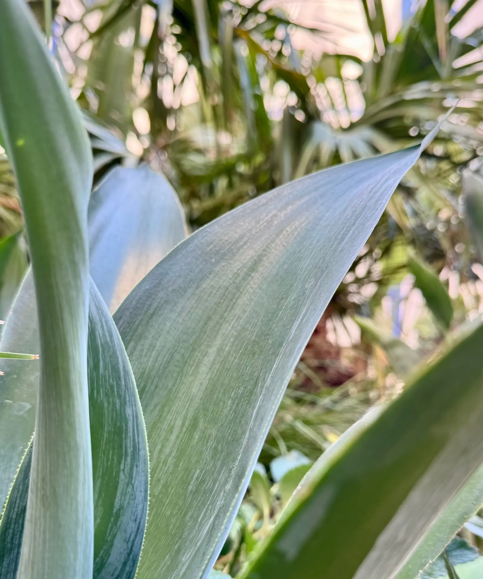 Primer plano de una hoja verde en un jardín o campo, con más vegetación al fondo.