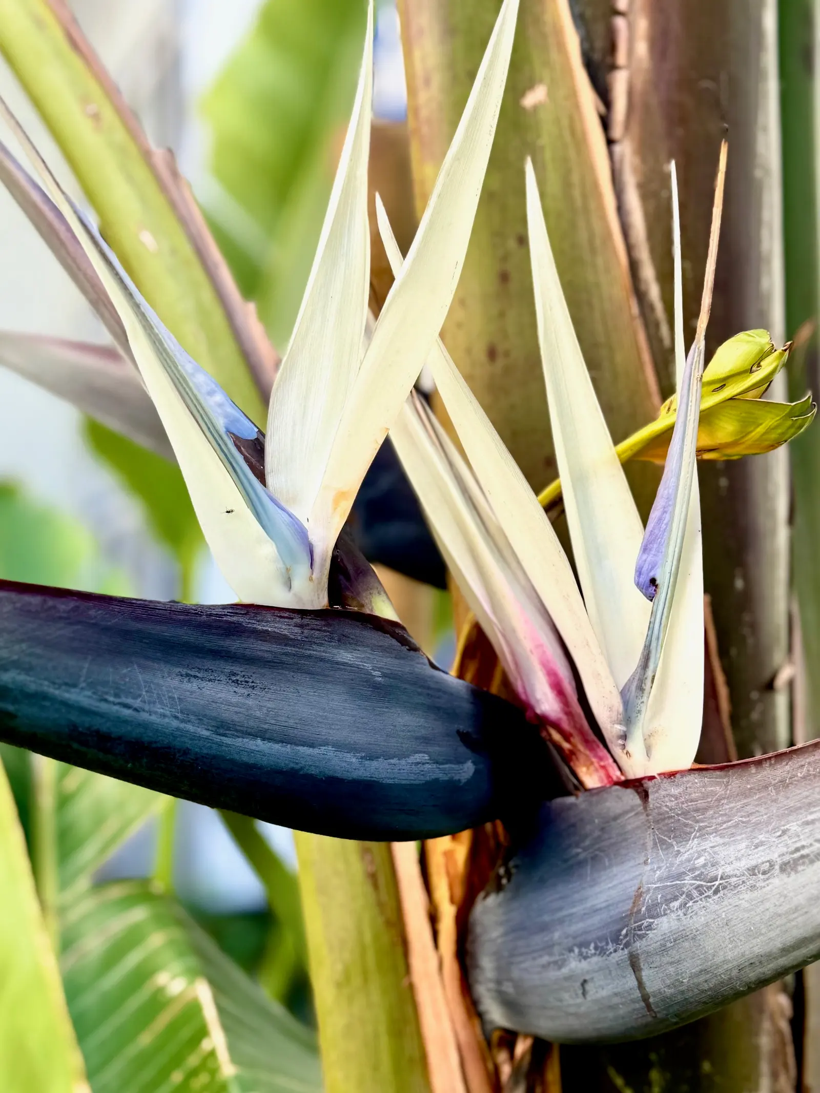 Primer plano de una planta de piña con un fruto en desarrollo, que muestra la base de las hojas espinosas y el tallo de la piña joven.