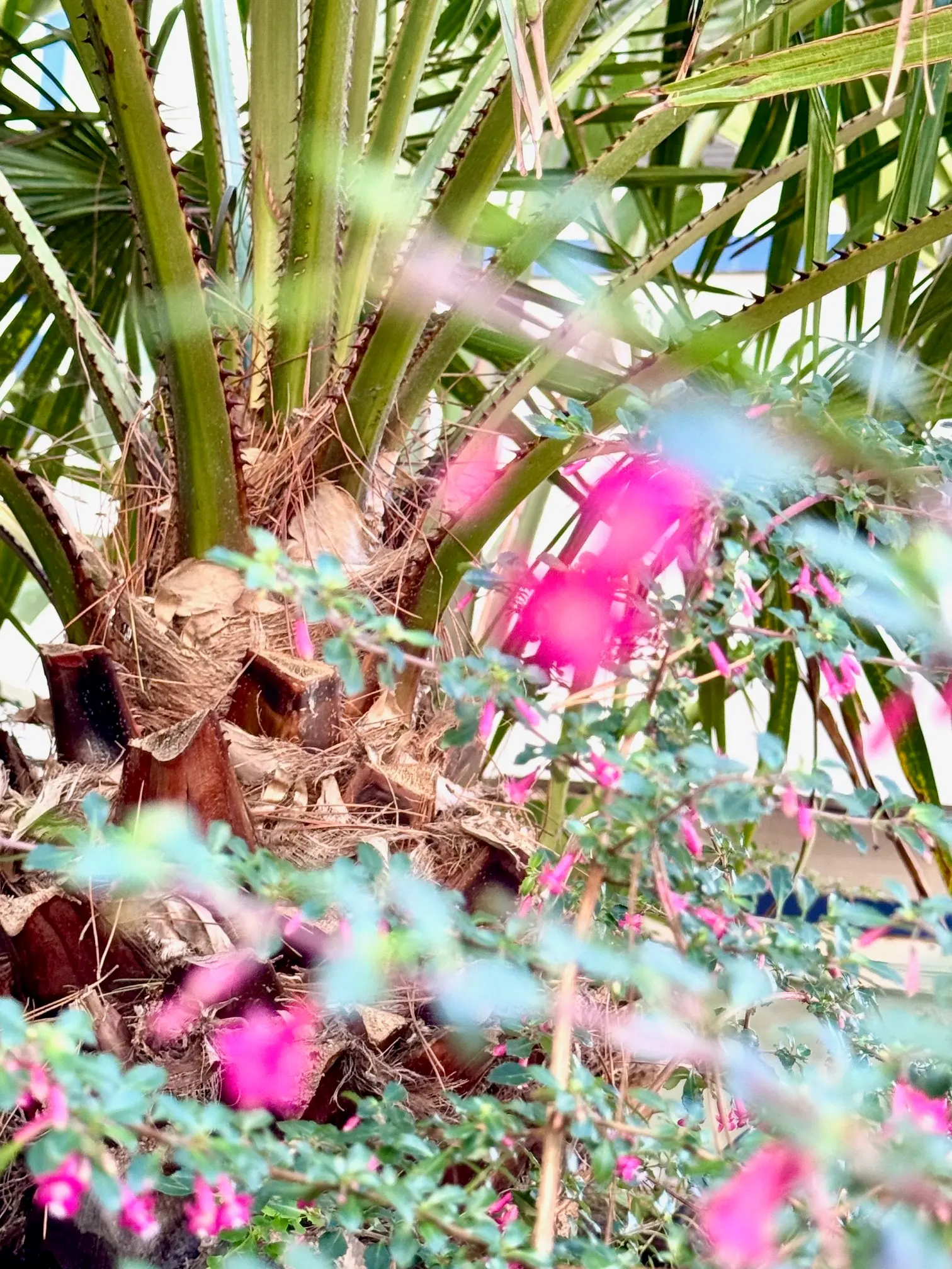 Palmera con fuchsia