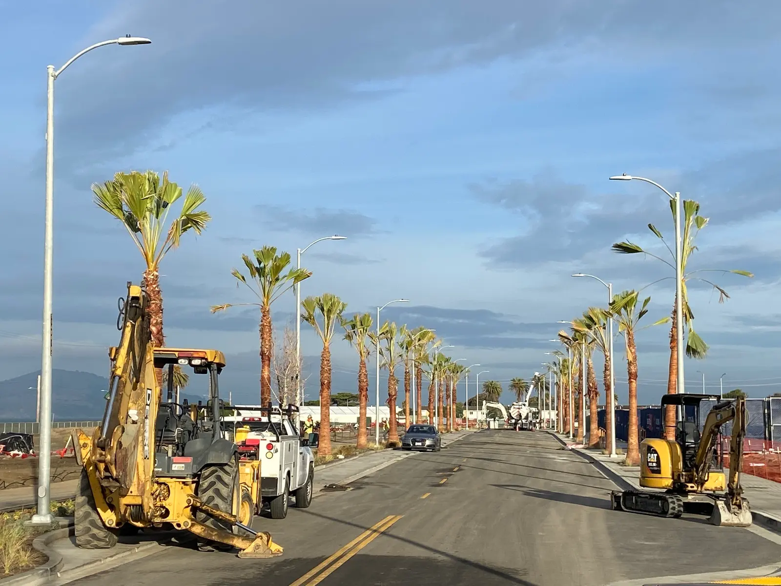 Washingtonia recién plantadas