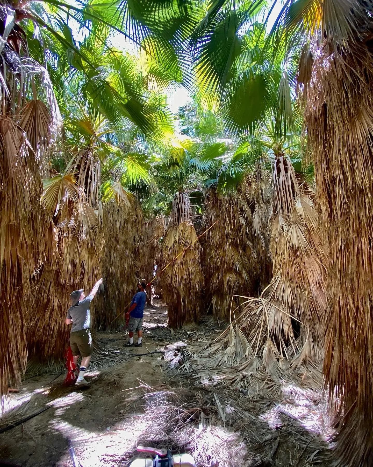 Dos niños explorando un sendero en una selva densa con palmeras altas y la luz del sol filtrándose entre las hojas.