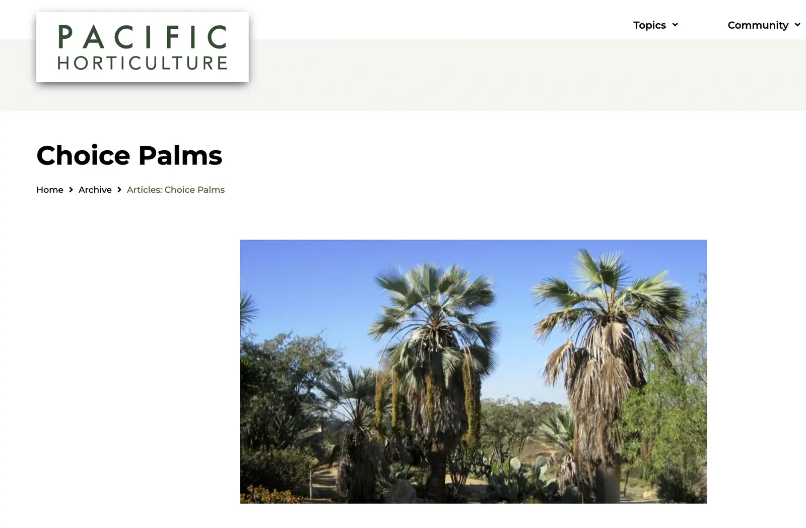 Un grupo de palmeras, algunas con hojas secas colgando, en un paisaje desértico con otras plantas del desierto y cactus bajo un cielo azul despejado.