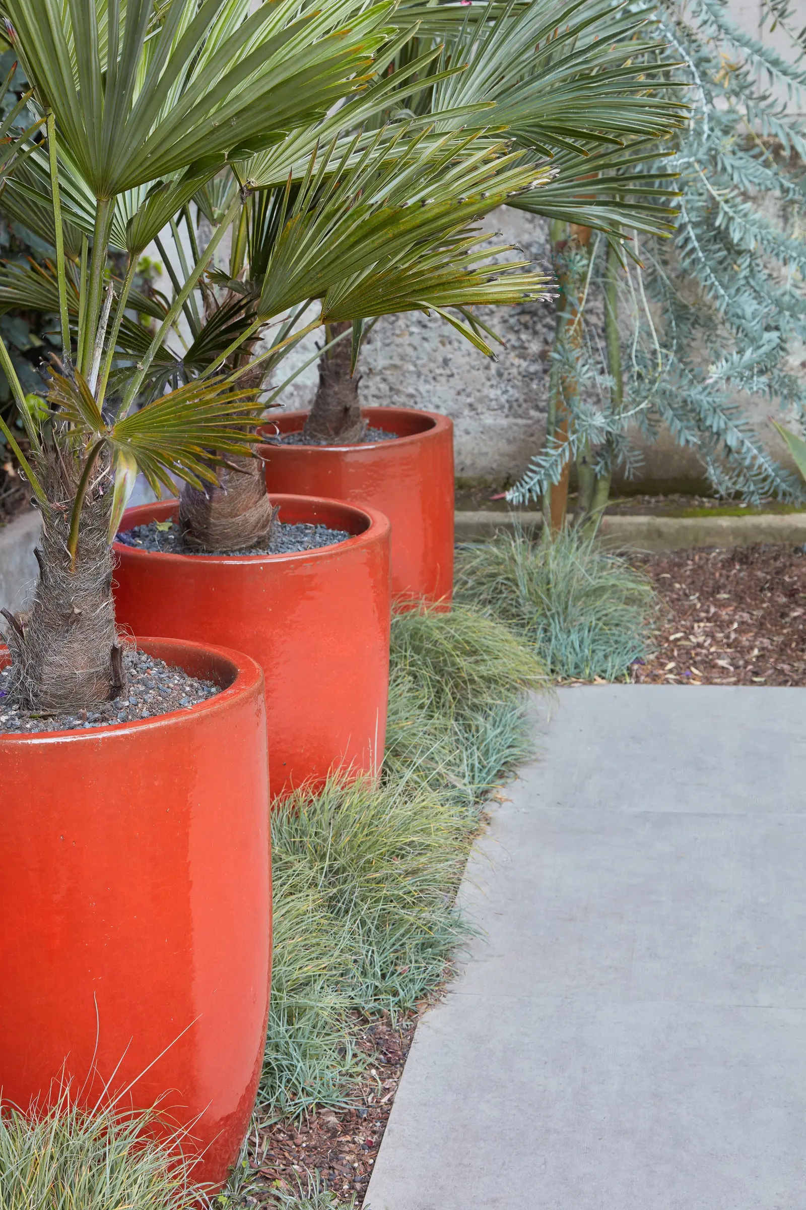 Tres palmeras grandes en macetas color naranja brillante a lo largo de una banqueta, con pastos decorativos y un muro de concreto al fondo.