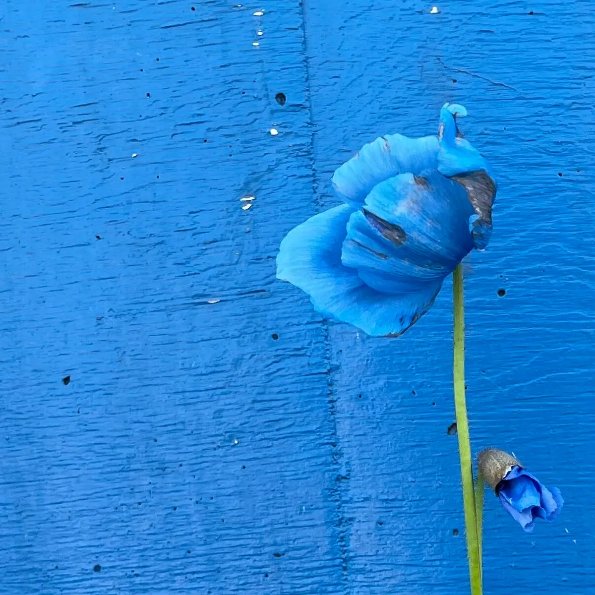 Amapola azul en el vivero de Flora Grubb Gardens en San Francisco
