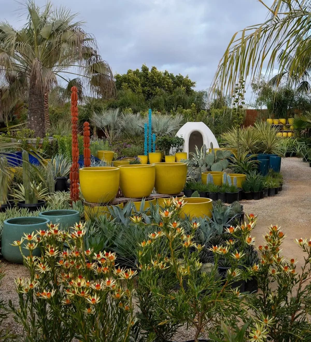 leucadendron red eye en Flora Grubb Gardens Los Angeles