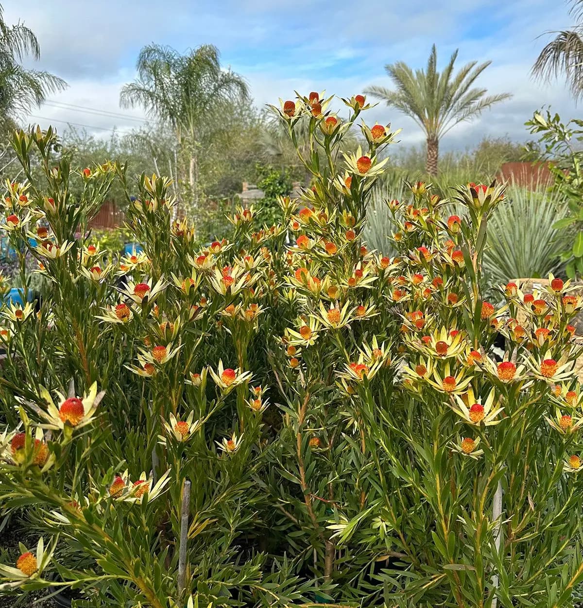 leucadendron red eye in bloom
