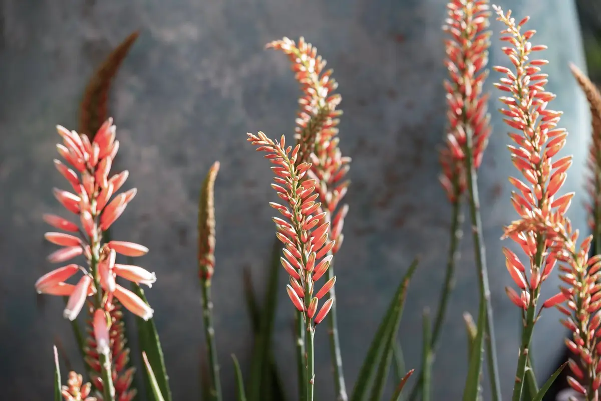 Aloe pequeño de flores rosas, Safari Rose, en Flora Grubb