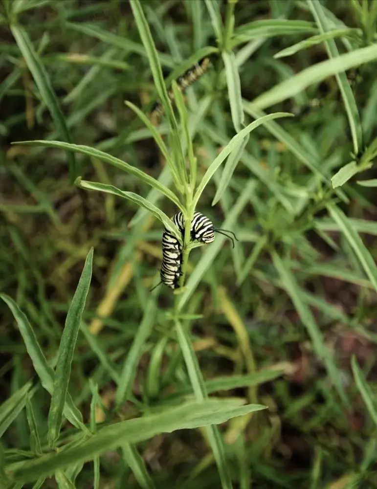ASCLEPIAS FASICULARIS CON UNA ORUGA MONARCA