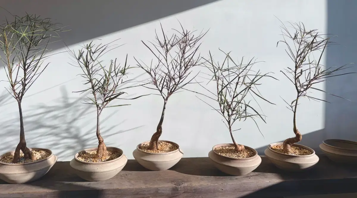Brachychiton como planta de interior en Flora Grubb Gardens
