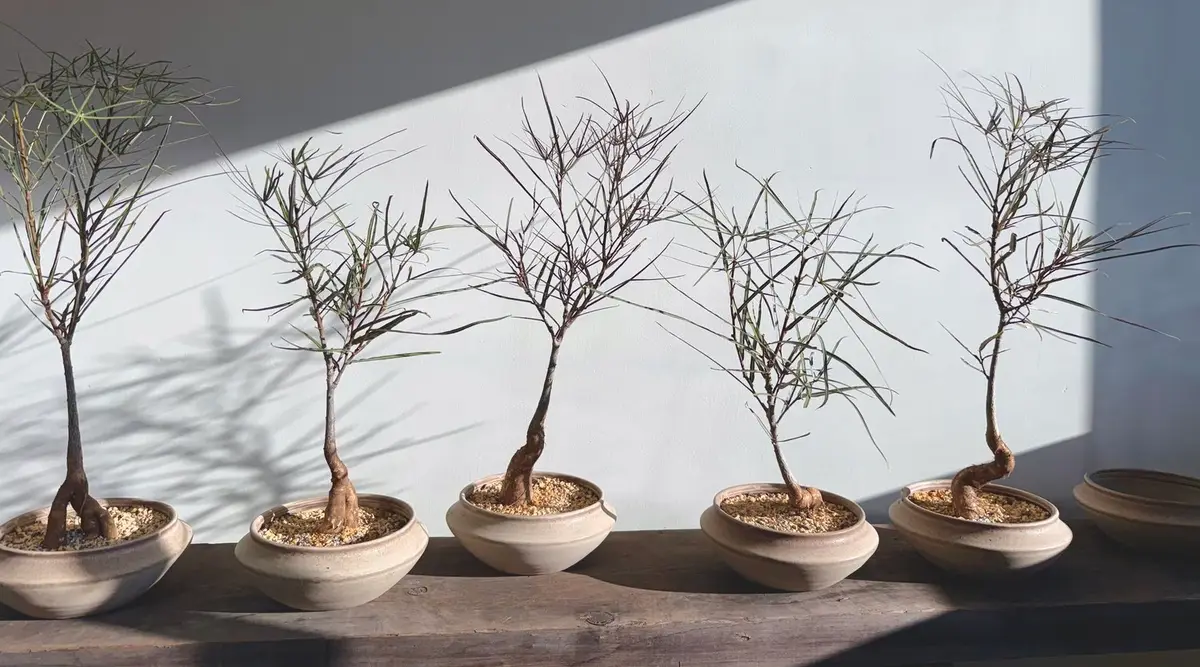 Una colección de Queensland Bottle Trees en platos poco profundos