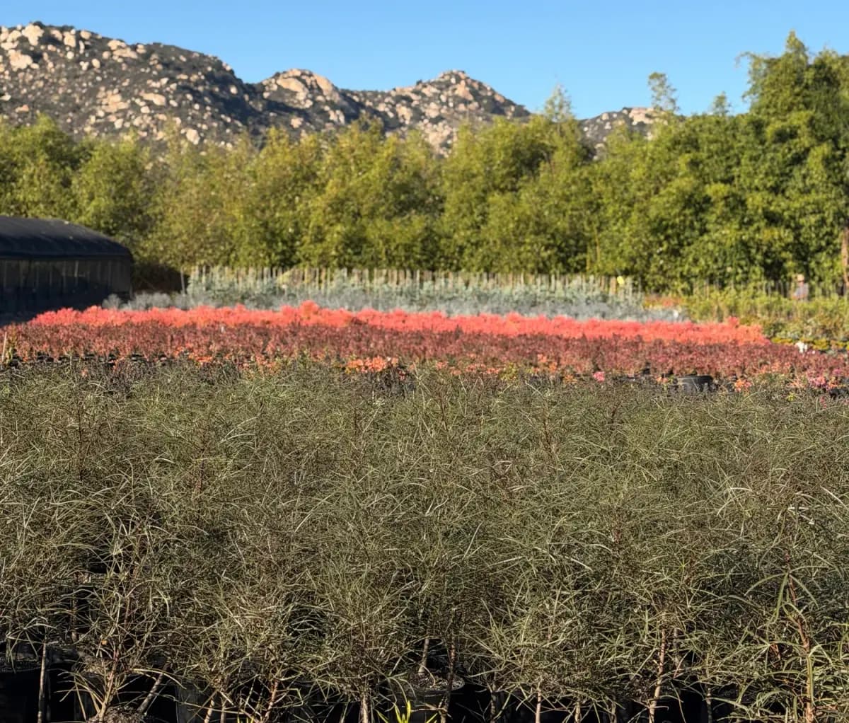 Brachychiton rupestris at Grubb & Nadler, Flora Grubb's wholesale farm